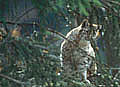 lynx,forêt,félin 